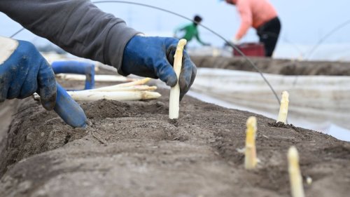 Spargelernte startet – IG Bau kritisiert Arbeitsbedingungen 