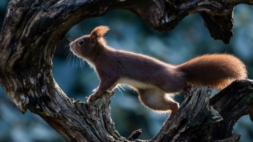   
  »Es kommt vor, dass Eichhörnchen vom Ast fallen« 