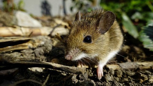 Farallon-Inseln vor Kalifornien: Mäuse beeinflussen das Ökosystem – weil sie hungrig sind