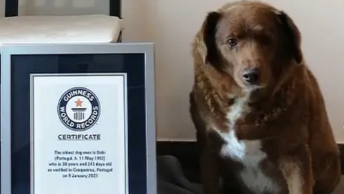 Neuer Rekordhalter: Bobi, ältester Hund aller Zeiten