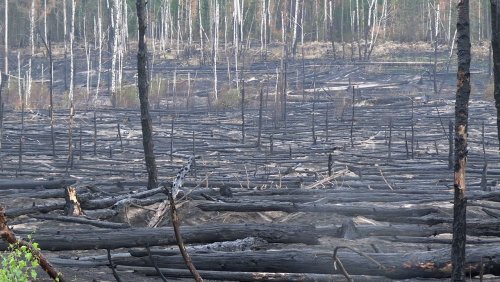 Waldbrand in Jüterbog: Mehr Löschflüge, keine Entwarnung