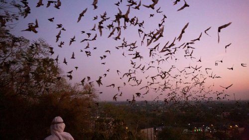 Ursprung der Coronapandemie: Neue Dokumente – woher stammt das Virus von Wuhan?