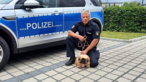 Greifswalder Polizist bringt Ukrainerin Hund zurück: »Er ist so weich wie Watte, einfach zum Verlieben«