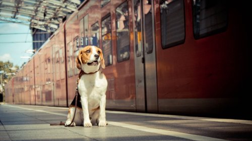 Hunde in der Bahn: Auf vier Pfoten im Tarifdschungel
