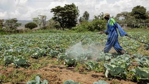 Pestizide in Kenia: »Der Westen muss aufhören, Afrika zu vergiften«