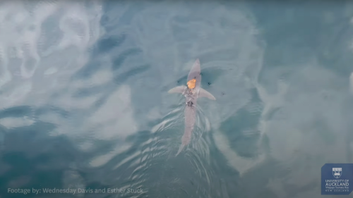 Dieser Oktopus reitet auf dem Kopf eines Makohais 