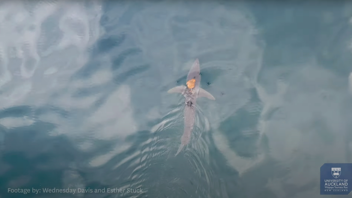 Dieser Oktopus reitet auf dem Kopf eines Makohais