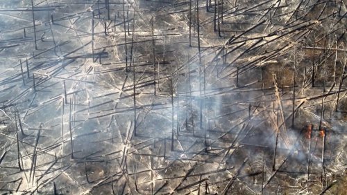 Großeinsatz in Brandenburg: Waldbrand bei Jüterborg erneut angefacht – Großschadenslage ausgerufen