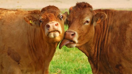 Rinder lecken sich – aber nicht jedes Rind auch jedes andere 