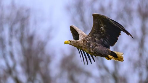 Seeadler frühstückt auf A19 – und kollidiert mit Pkw 