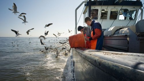 Krabbenfischerei: Özdemir bekämpft Totalverbot für Grundschleppnetze