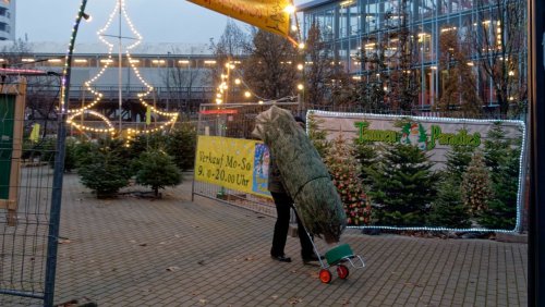 Nachhaltige Weihnachten: Was ist der beste Baum für die Umwelt?