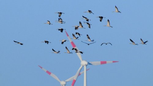 Artenschützer gegen Klimaschützer: Wie die Grünen das Windkraft-Dilemma lösen könnten