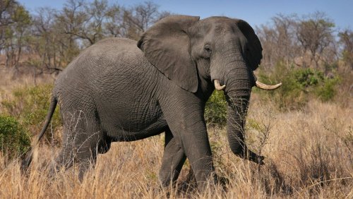 Krüger-Nationalpark: Elefanten trampeln Wilderer zu Tode
