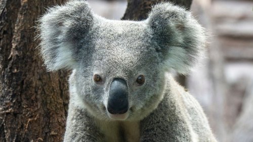 Wie Zoos Tiere tauschen: Suche Koala, biete Schneeleopard