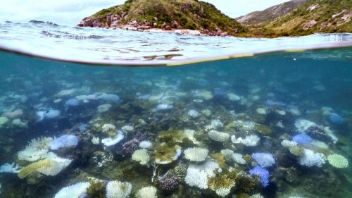 Australiens Riffe zeitgleich von Korallenbleiche betroffen 