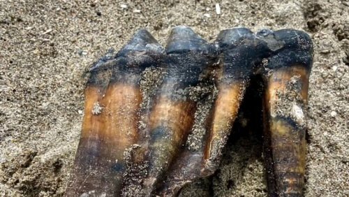 Bei Santa Cruz in Kalifornien: Spaziergängerin findet Mastodon-Zahn am Strand