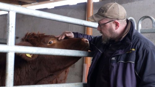 Mobile Schlachtung für mehr Tierwohl: Bis zur letzten Sekunde im eigenen Stall