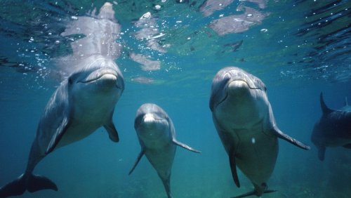 Außergewöhnliche Partnerschaft: Menschen und Delfine kooperieren beim Fischfang