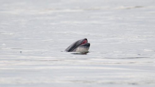 Weniger Schweinswale in der deutschen Ostsee 