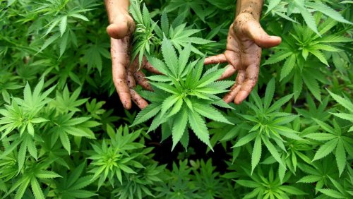 Bayern: 91-Jährige baut in Seniorenheim Marihuana an