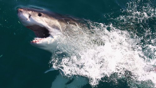 Bisszahlen wieder im Durchschnitt: Hai-Angriffe nehmen zu