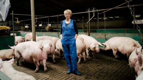 Düstere Zukunft für Deutschlands Schweine: Inflation schlägt Tierwohl