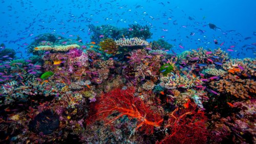 Ein Netz der Artenvielfalt: Korallenriffe können untereinander kommunizieren