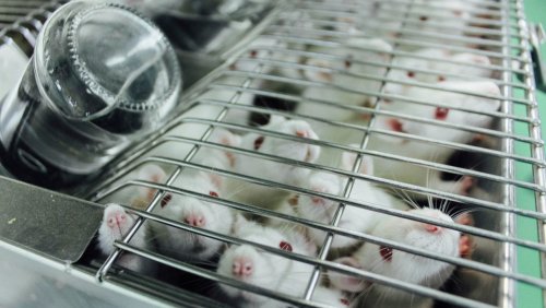 Methoden für Arzneimitteltests: Was hinter dem Ende der Tierversuchspflicht in den USA steckt