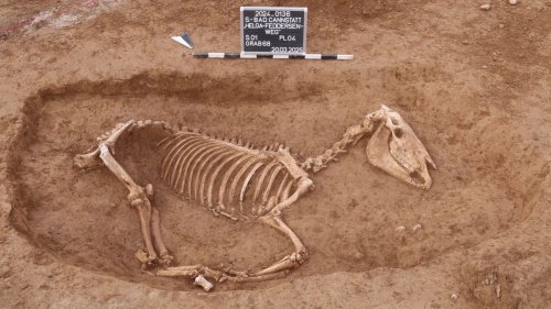 Archäologen entdecken in Stuttgart etwa hundert römische Pferdeskelette 