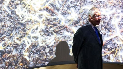 König Charles sagt wegen Nebenwirkung von Krebstherapie Termine ab 