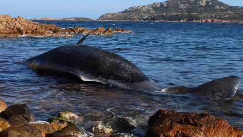 Fund im Norden der Insel: Toter Pottwal an der Küste von Mallorca entdeckt