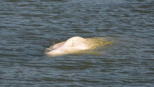 Rettungsaktion im Nordwesten Frankreichs: Hoffnungen für verirrten Belugawal auf der Seine schwinden