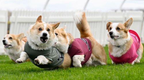 Corgis rennen um die Wette zu Ehren der Queen 