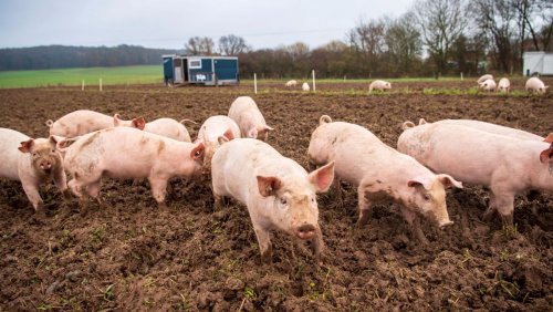 Betrieb in Baden-Württemberg: Schweinepest tritt erstmals in Süddeutschland auf