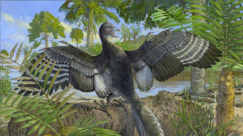 Der Archäopteryx flatterte wohl wie ein Hühnchen 