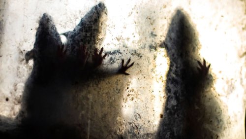 Tiere aus Einfamilienhaus befreit: Frau aus Rheinland-Pfalz lebte offenbar mit rund 800 Ratten zusammen