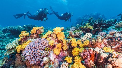 Unterwegs mit Australiens Korallenrettern: Zweite Chance für das Great Barrier Reef