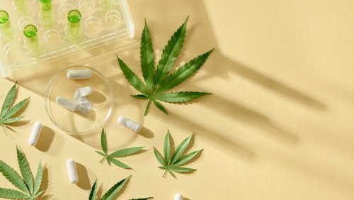 Anwendung auf Kassenkosten: Cannabis-Arzneimittel werden vor allem bei Schmerzen eingesetzt