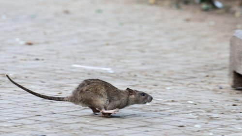 »Groß wie Katzen«: In München gibt es ein Rattenproblem