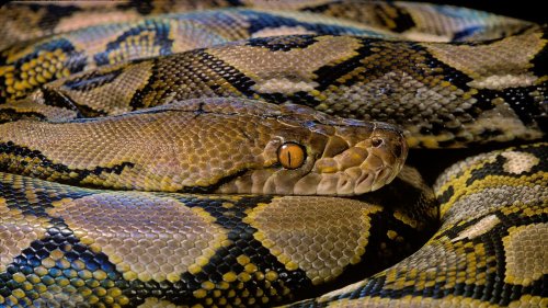 Tankstellenräuber bedrohen Personal mit Pythons 
