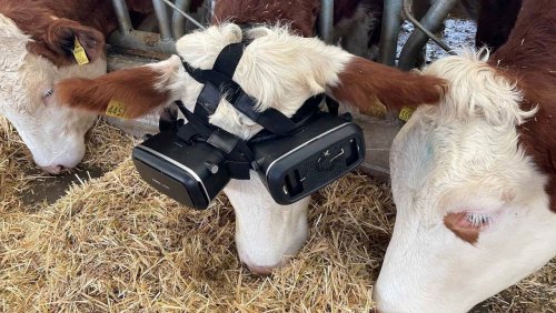 Was taugen 3D-Brillen für Nutztiere?: Mit den Augen einer Kuh