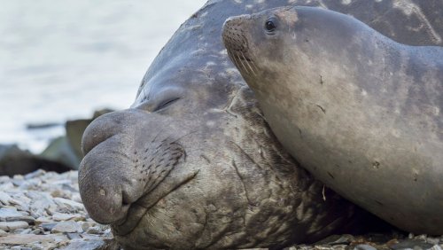 Ein Männchen für hundert Weibchen: Das lebensgefährliche Sexleben der See-Elefanten