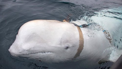 »Hvaldimir«: Mutmaßlicher Spionage-Wal verlässt Norwegen
