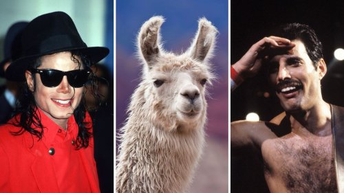 Wie das Lama Louie ein Duett zwischen Michael Jackson und Freddie Mercury verhinderte 