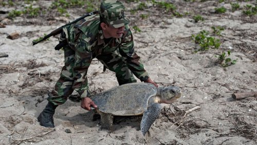 An Nicaraguas Küste: Tausende Meeresschildkröten legen ihre Eier unter Schutz des Militärs