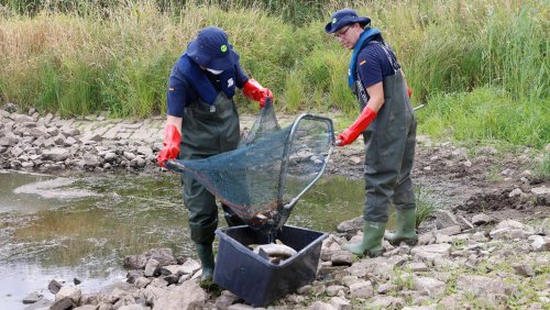 Umweltkatastrophe an der Oder: Mindestens 37 Tonnen tote Fische in Deutschland eingesammelt