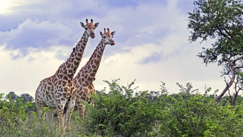 Überfall in Südafrika: Deutscher Tourist in Kruger-Nationalpark getötet