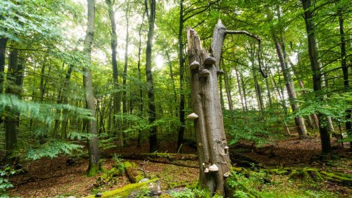 Notruf aus dem Müritz-Nationalpark: Älteres Paar verirrt sich bei der Pilzsuche
