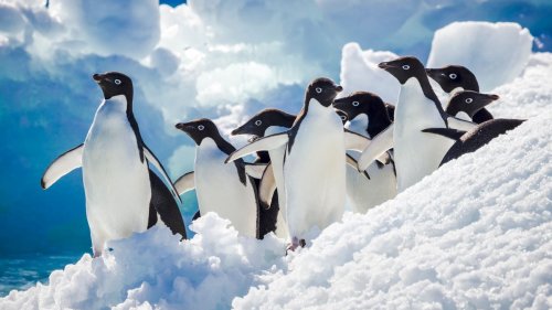 Pinguinkot bremst offenbar Erwärmung der Antarktis 